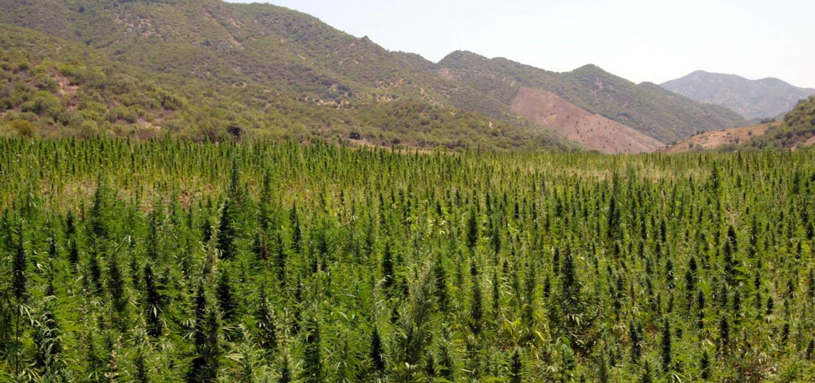 Viaggio in Marocco: Storia dell'hashish in Marocco