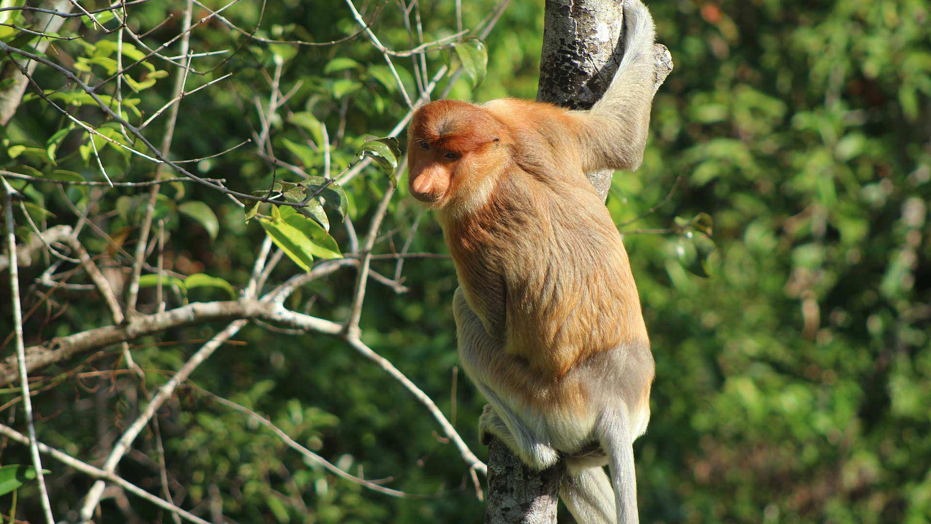 Indonesia - Borneo: Jerumbun, progetto di riforestazione e volontariato