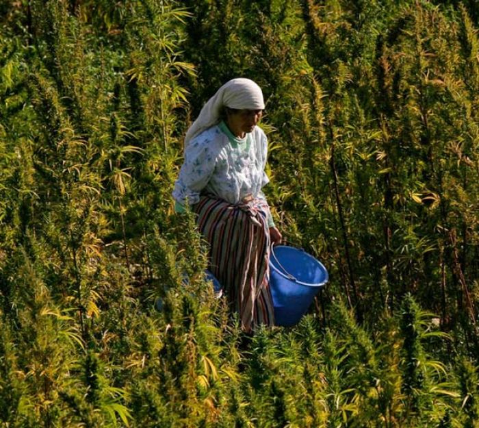 Storia e Segreti dell'Hashish in Marocco
